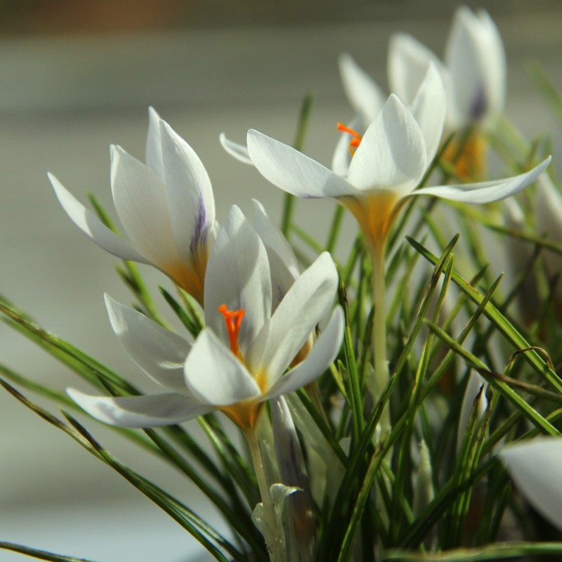 Crocus jessopae Crocus jessopae