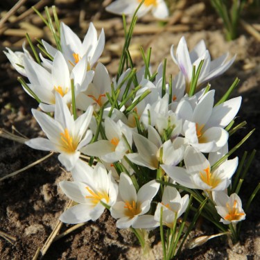 Crocus jessopae Crocus jessopae