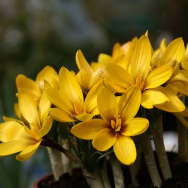 Crocus korolkowii