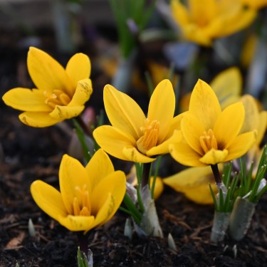 Crocus korolkowii