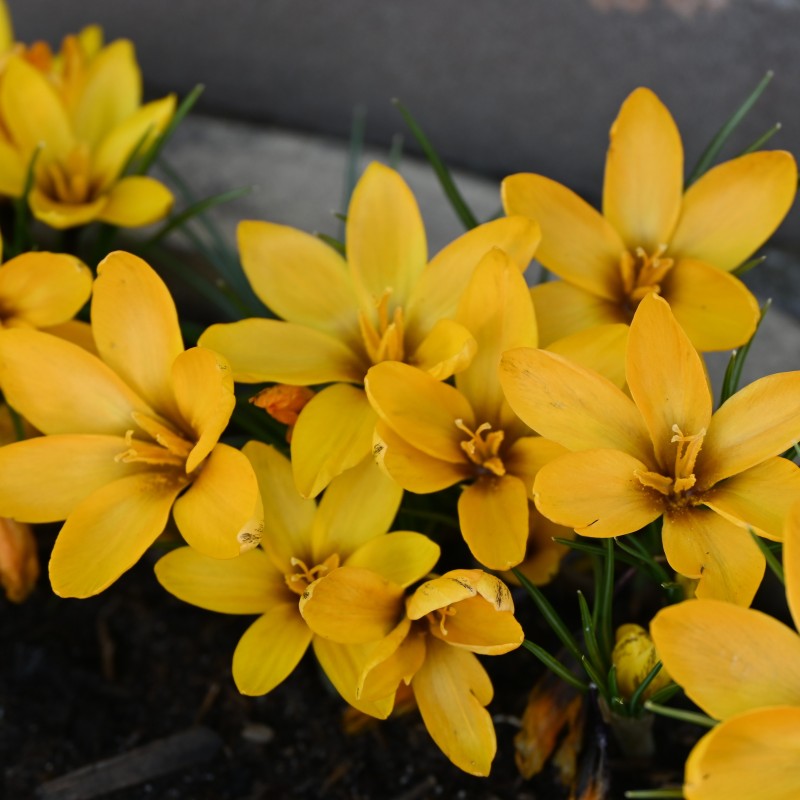 Crocus korolkowii