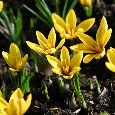 Crocus korolkowii