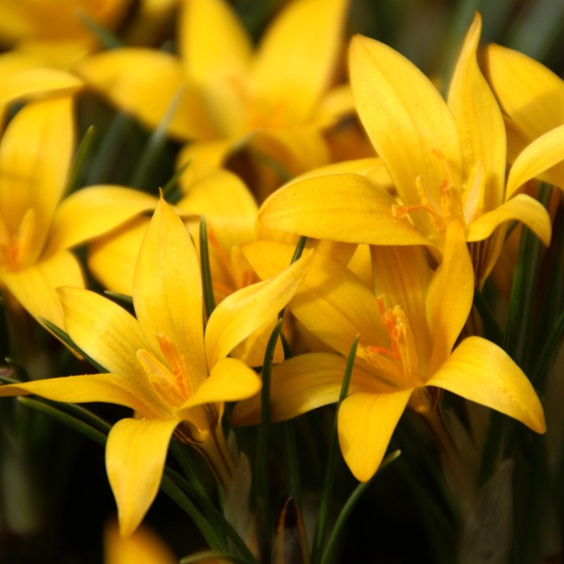 Crocus korolkowii