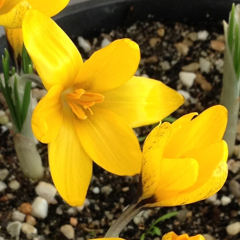 Crocus korolkowii 'Agalik' Crocus korolkowii 'Agalik'