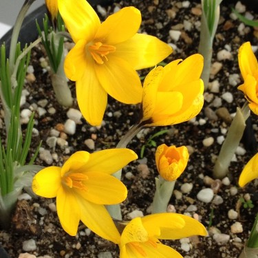 Crocus korolkowii 'Agalik' Crocus korolkowii 'Agalik'