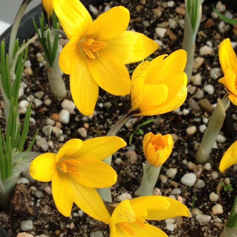 Crocus korolkowii 'Agalik' Crocus korolkowii 'Agalik'