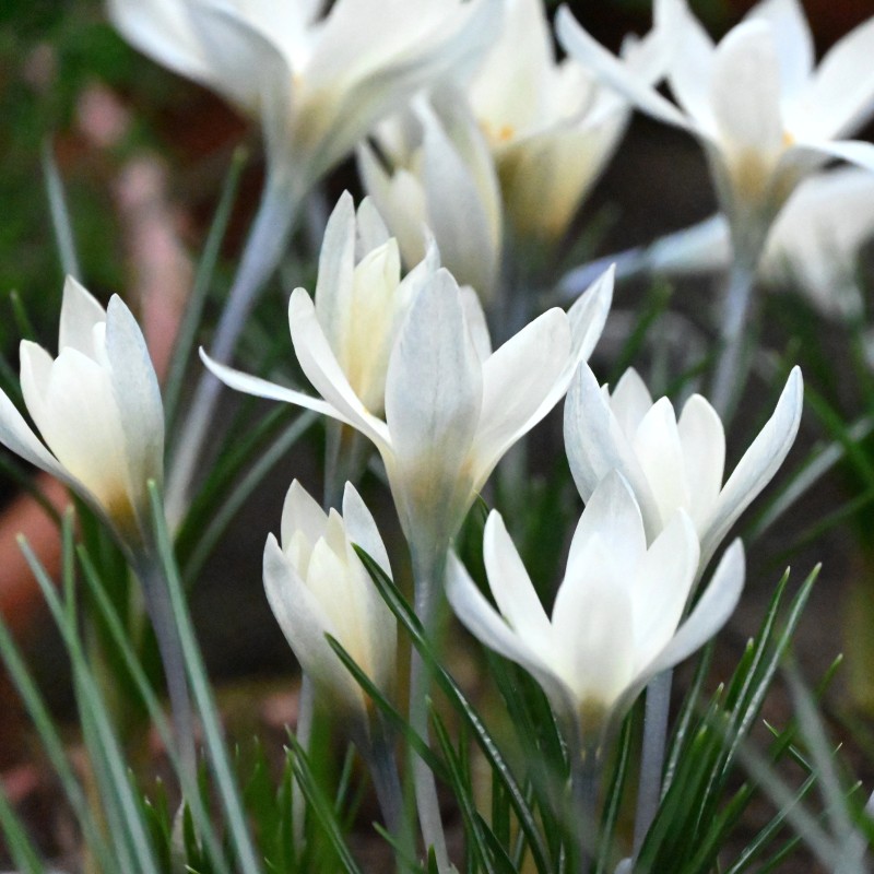 Crocus korolkowii 'Albus'