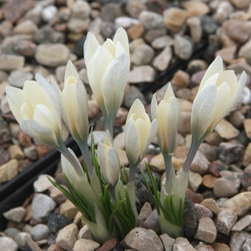 Crocus korolkowii 'Albus'