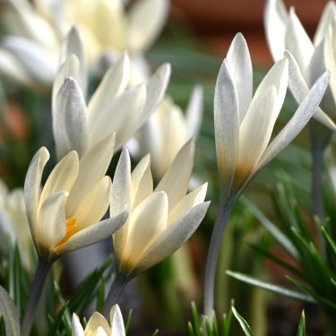 Crocus korolkowii 'Albus'
