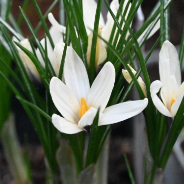 Crocus korolkowii x 'Arctica'
