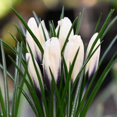 Crocus korolkowii x 'Arctica'