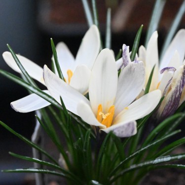 Crocus korolkowii x 'Fresco'