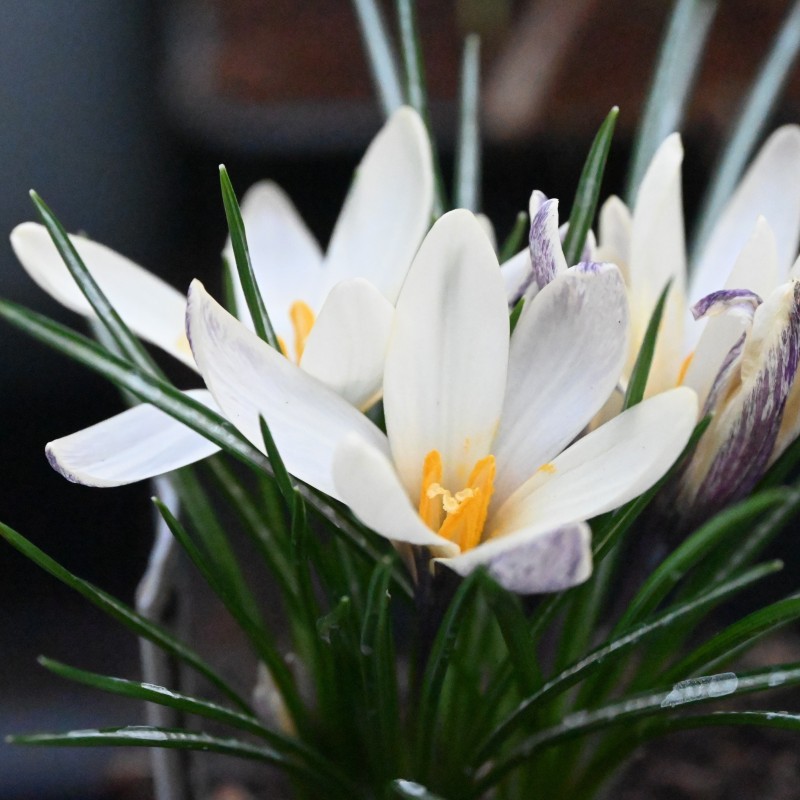 Crocus korolkowii x 'Fresco'
