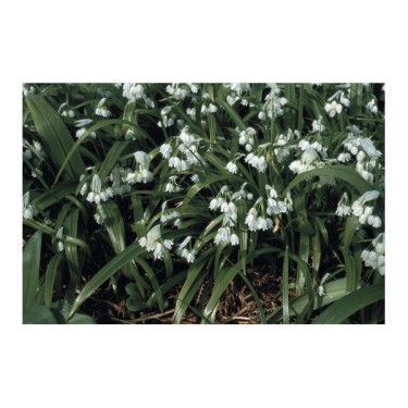 Allium paradoxum var. normale