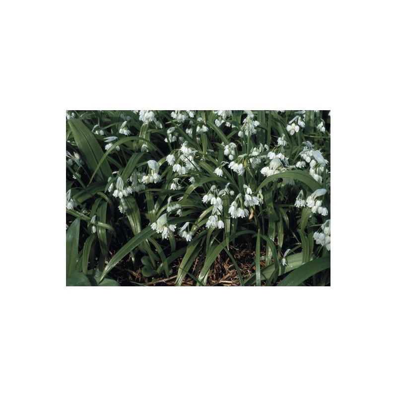 Allium paradoxum var. normale