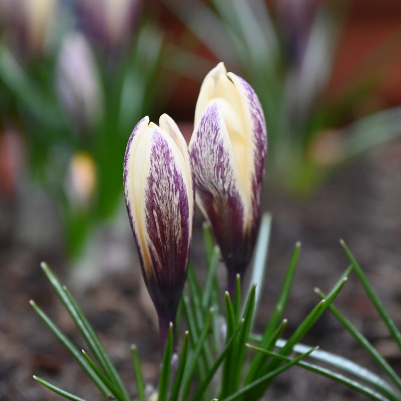 Crocus korolkowii x 'Fresco'