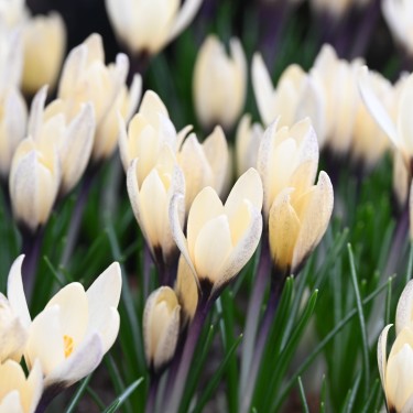 Crocus korolkowii x 'Karelia'