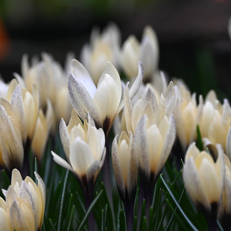 Crocus korolkowii x 'Karelia'