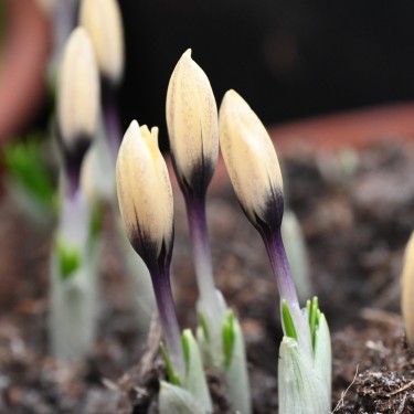 Crocus korolkowii x 'Karelia'