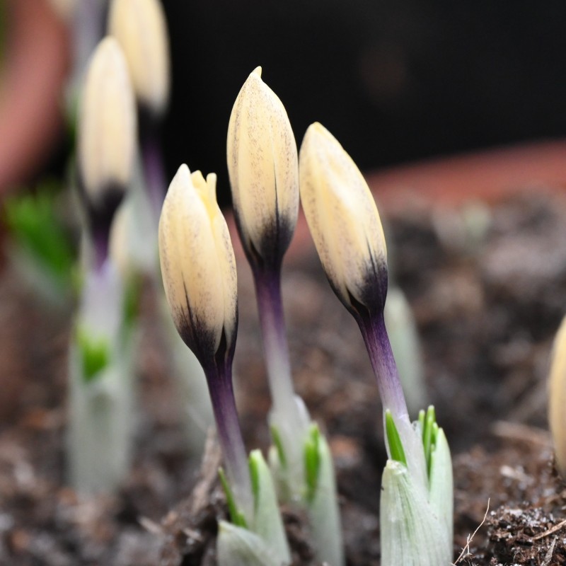 Crocus korolkowii x 'Karelia'