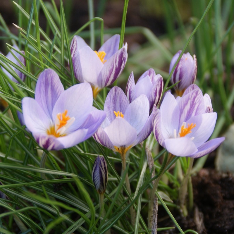 Crocus laevigatus 'Fontenayi'