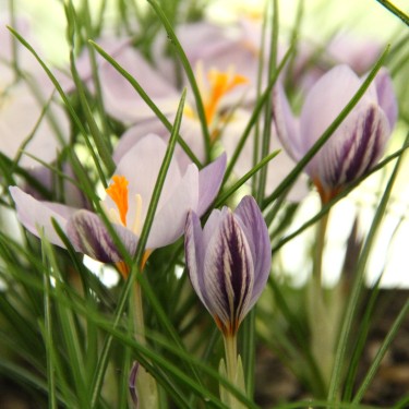 Crocus laevigatus 'Fontenayi'