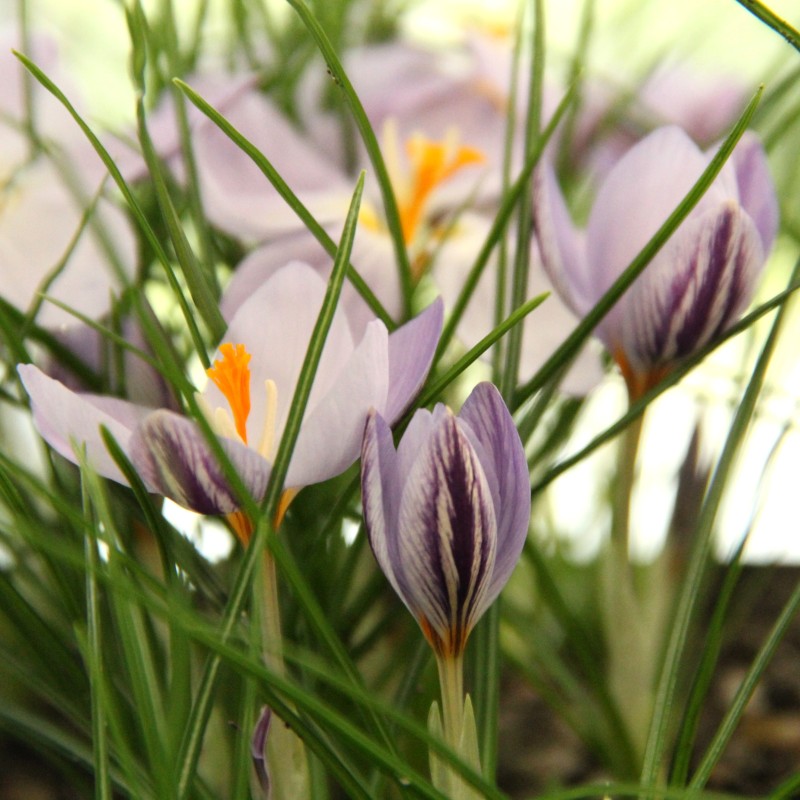 Crocus laevigatus 'Fontenayi'