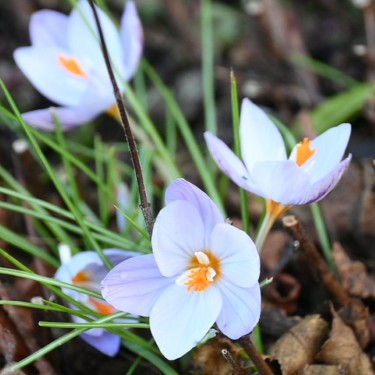 Crocus laevigatus 'Fontenayi'