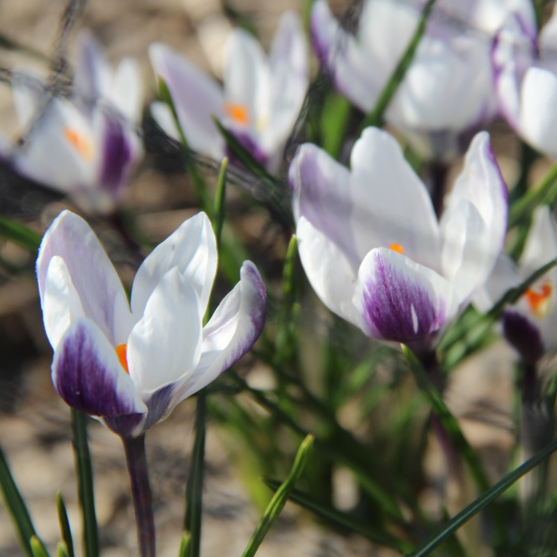 Crocus chrysanthus 'Ladykiller'