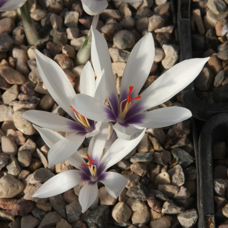 Crocus mathewii