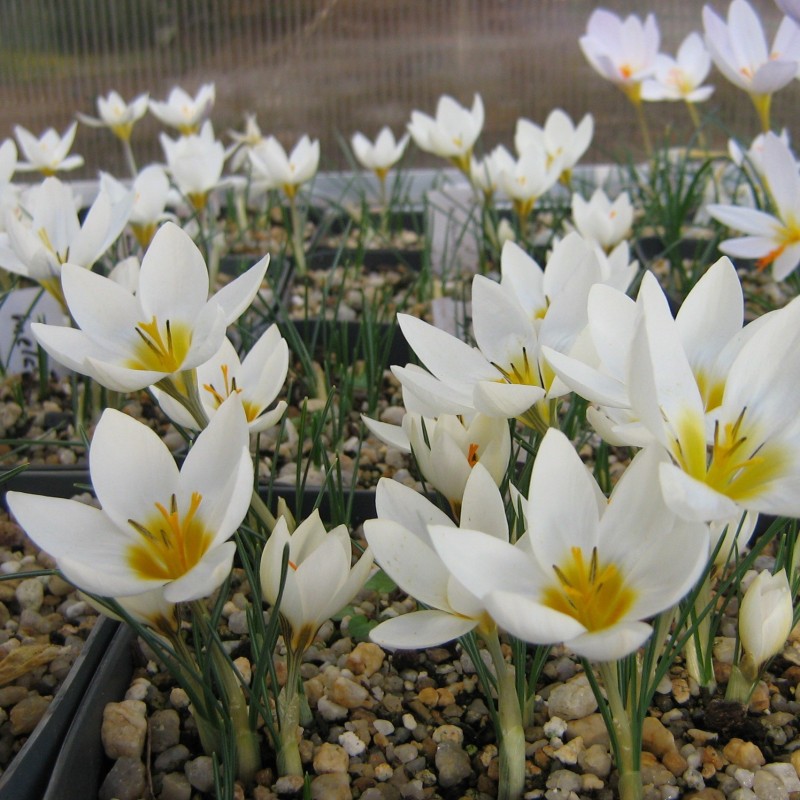 Crocus melantherus