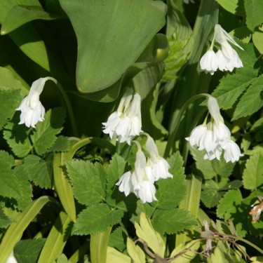 Allium paradoxum var. normale