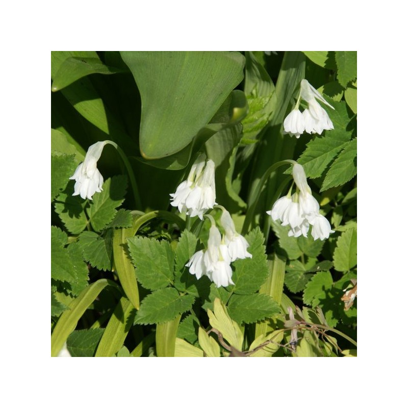 Allium paradoxum var. normale