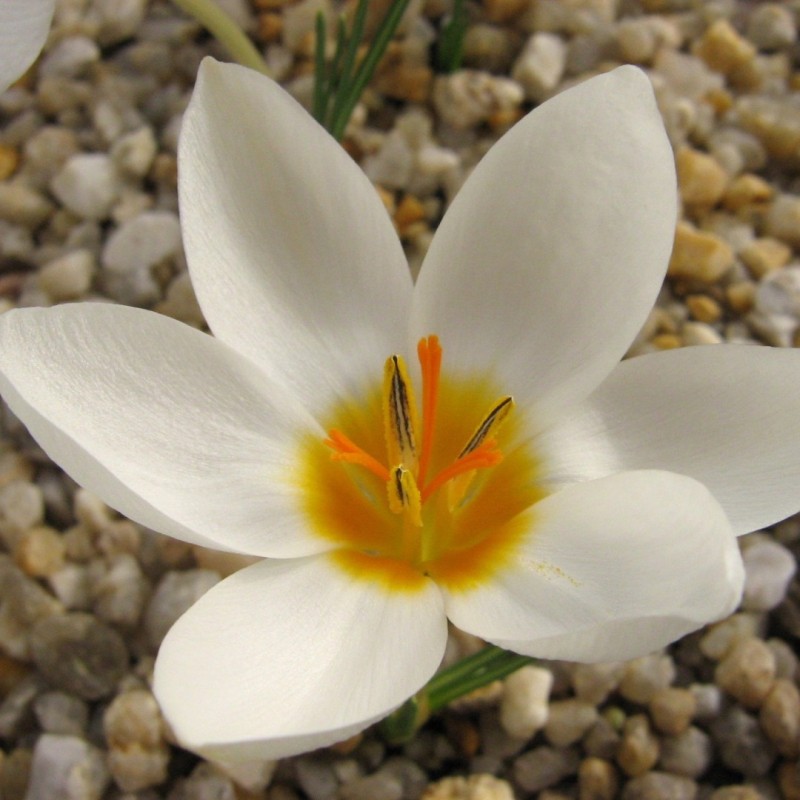 Crocus melantherus