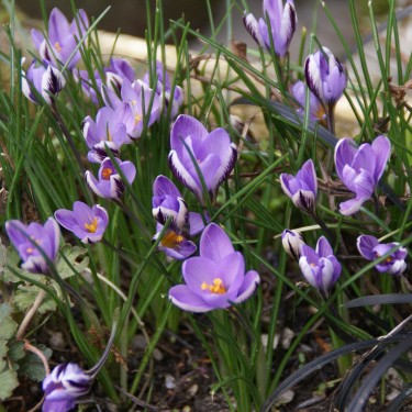 Crocus minimus