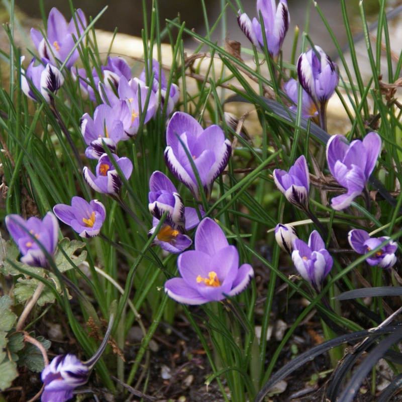 Crocus minimus