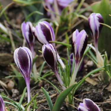 Crocus minimus