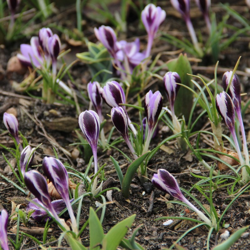 Crocus minimus