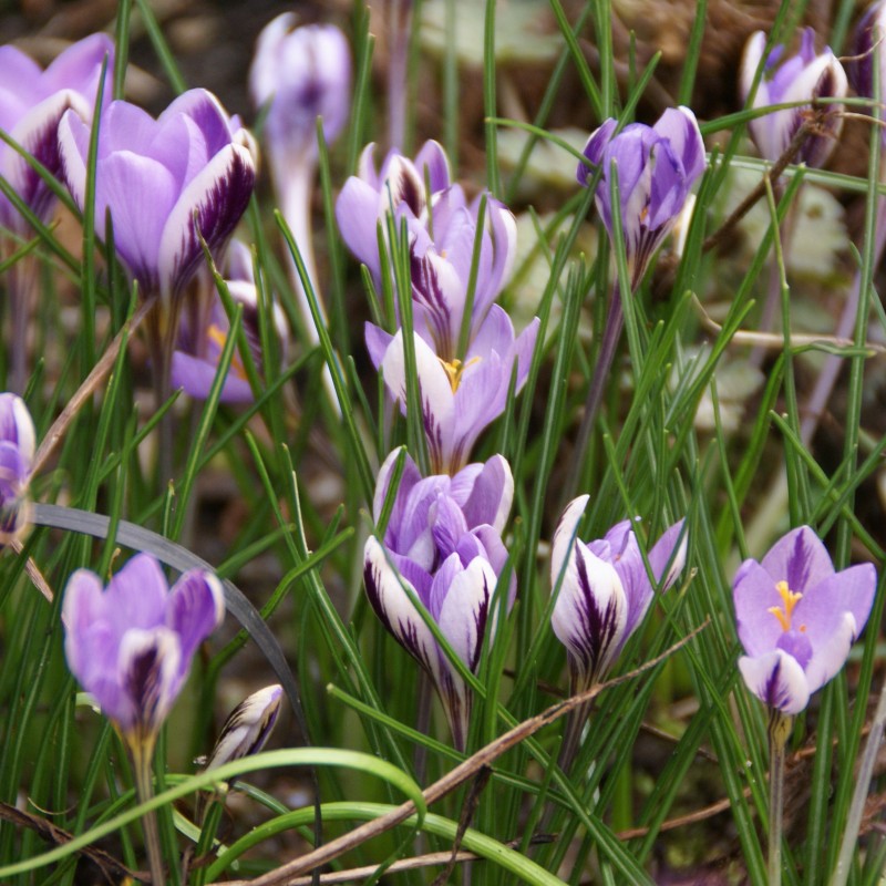 Crocus minimus