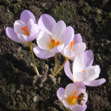 Crocus niveus