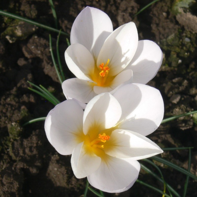 Crocus niveus