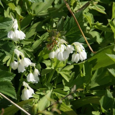 Allium paradoxum var. normale