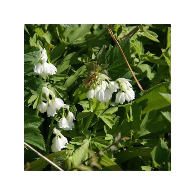 Allium paradoxum var. normale