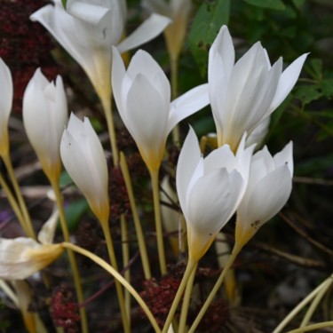 Crocus ochroleucus