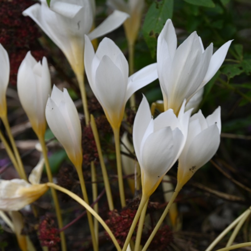 Crocus ochroleucus