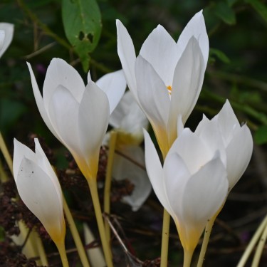 Crocus ochroleucus