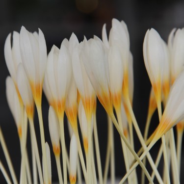 Crocus ochroleucus