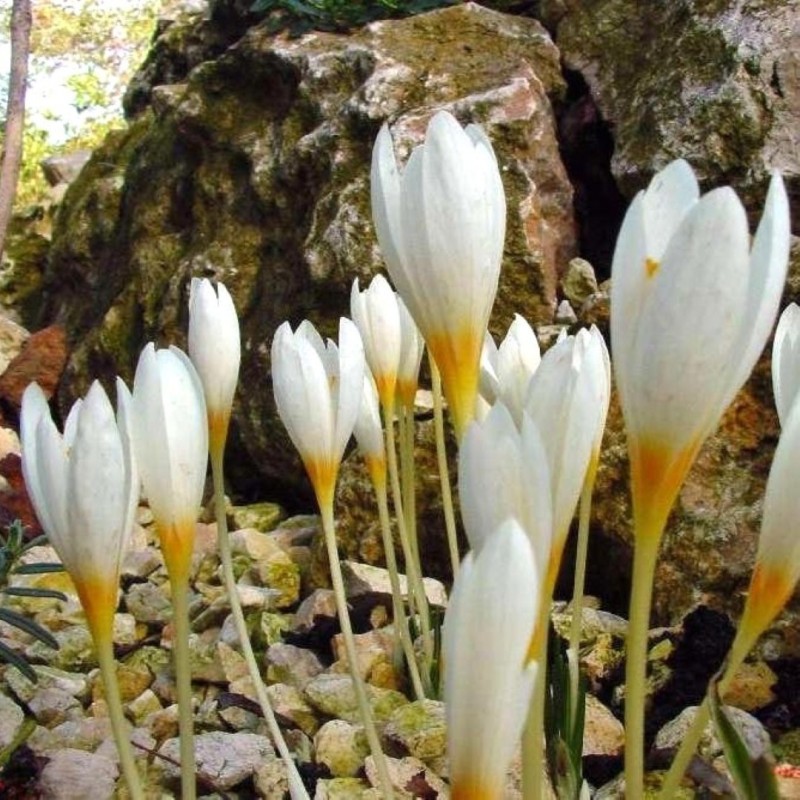 Crocus ochroleucus