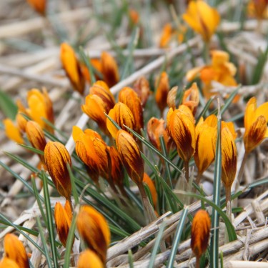 Crocus balansae 'Orange Monarch'