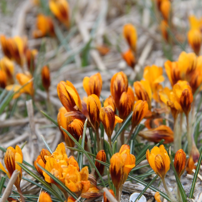 Crocus balansae 'Orange Monarch'